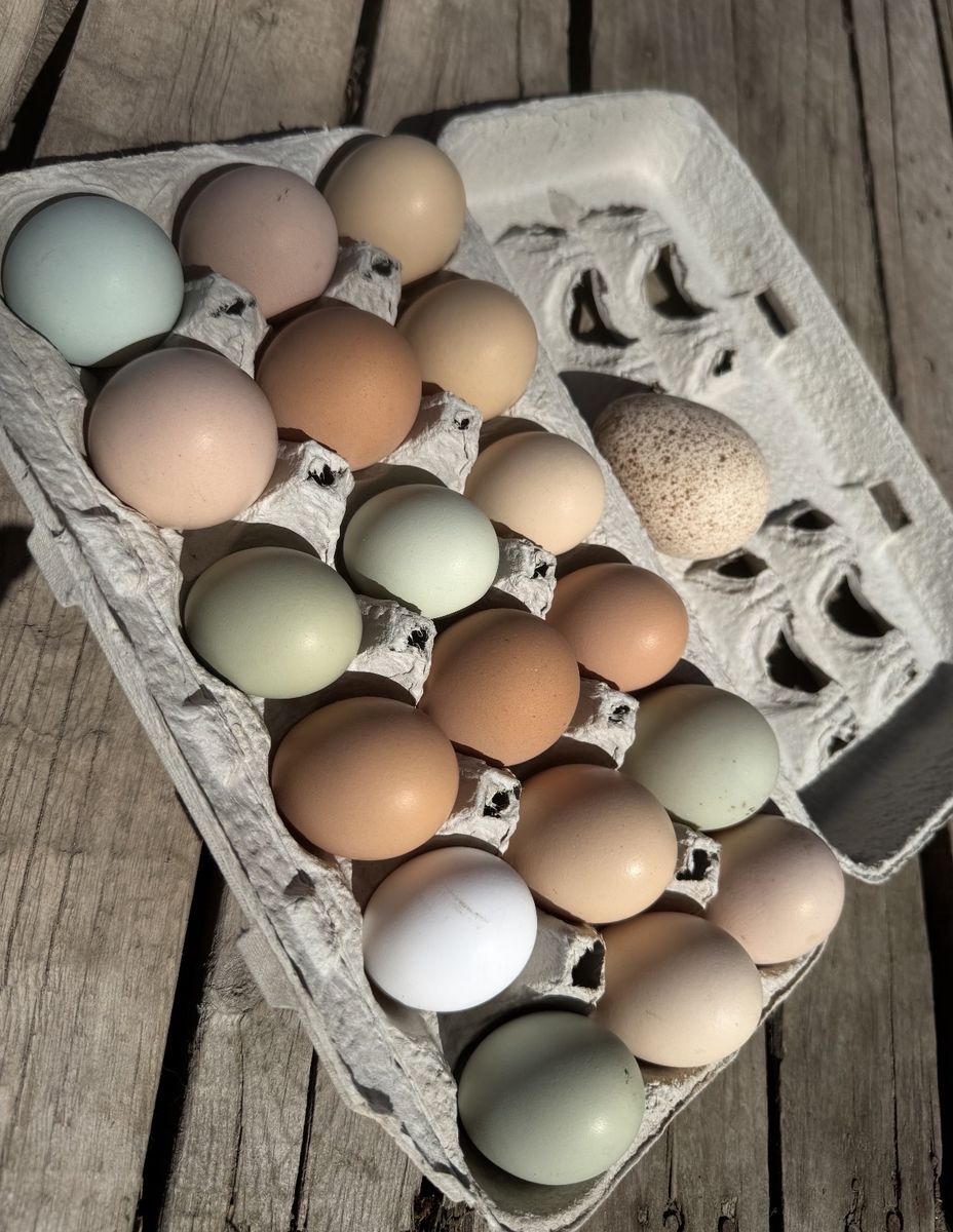 Dozen Of Cage Free Chicken Eggs