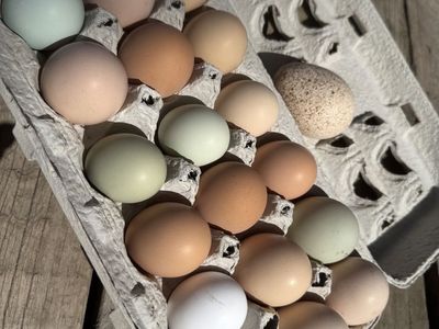 Dozen Of Cage Free Chicken Eggs