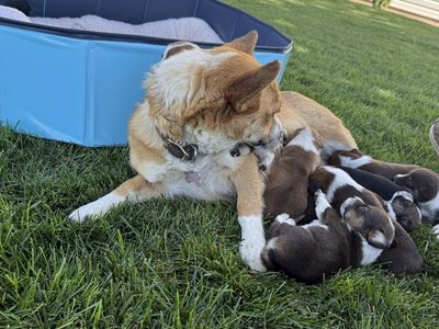 Cowboy Corgi Puppies