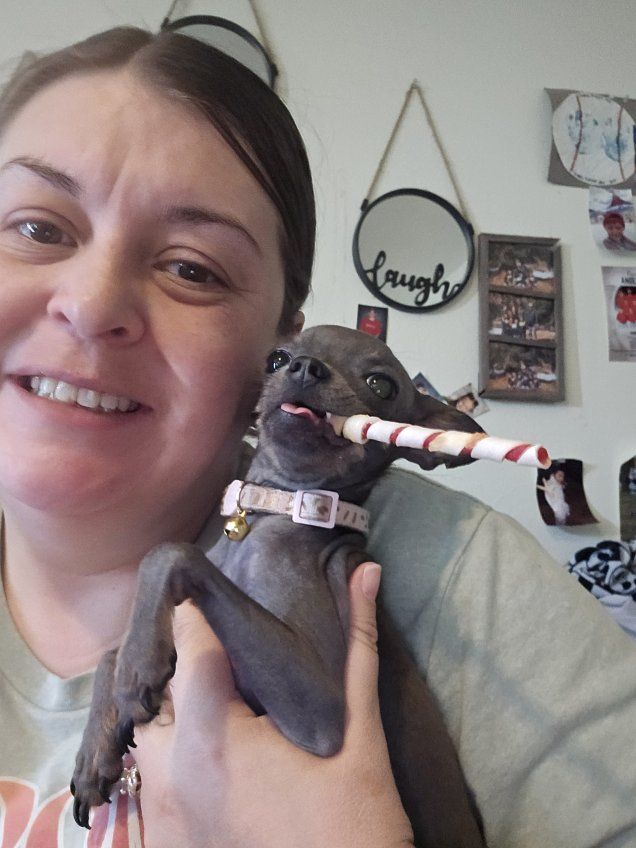 teacup hairless blue chihuahua