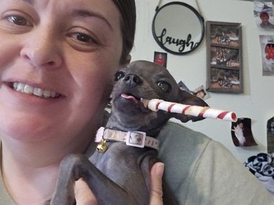 teacup hairless blue chihuahua