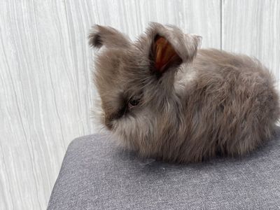 English angora babies