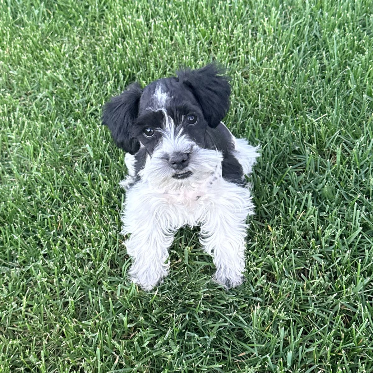 AKC Miniature Schnauzers