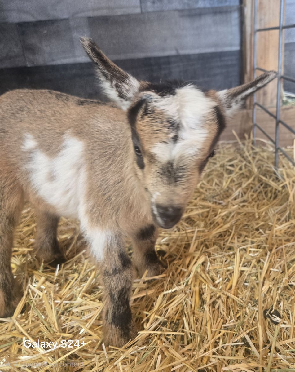 Nigerian Dwarf Buckling – Ready June 12