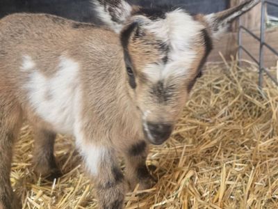 Nigerian Dwarf Buckling – Ready June 12