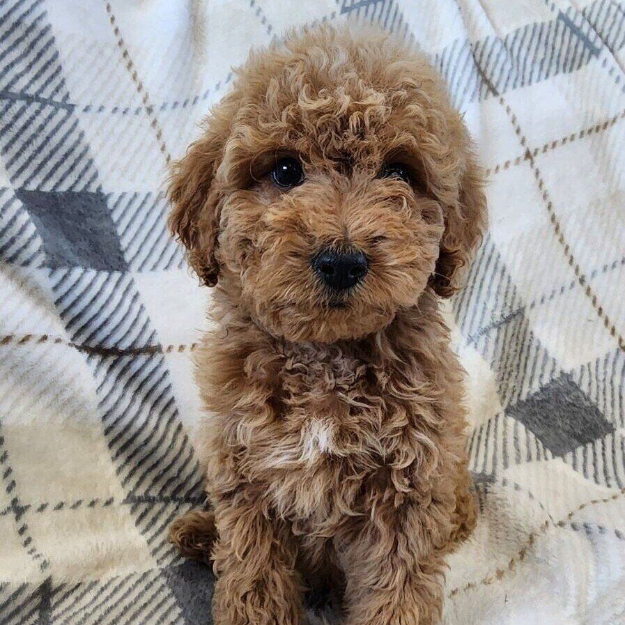 f1b micro mini Goldendoodle puppies, golden doodle