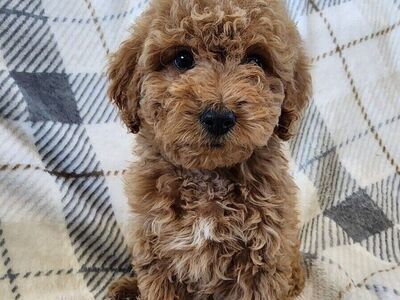 f1b micro mini Goldendoodle puppies, golden doodle