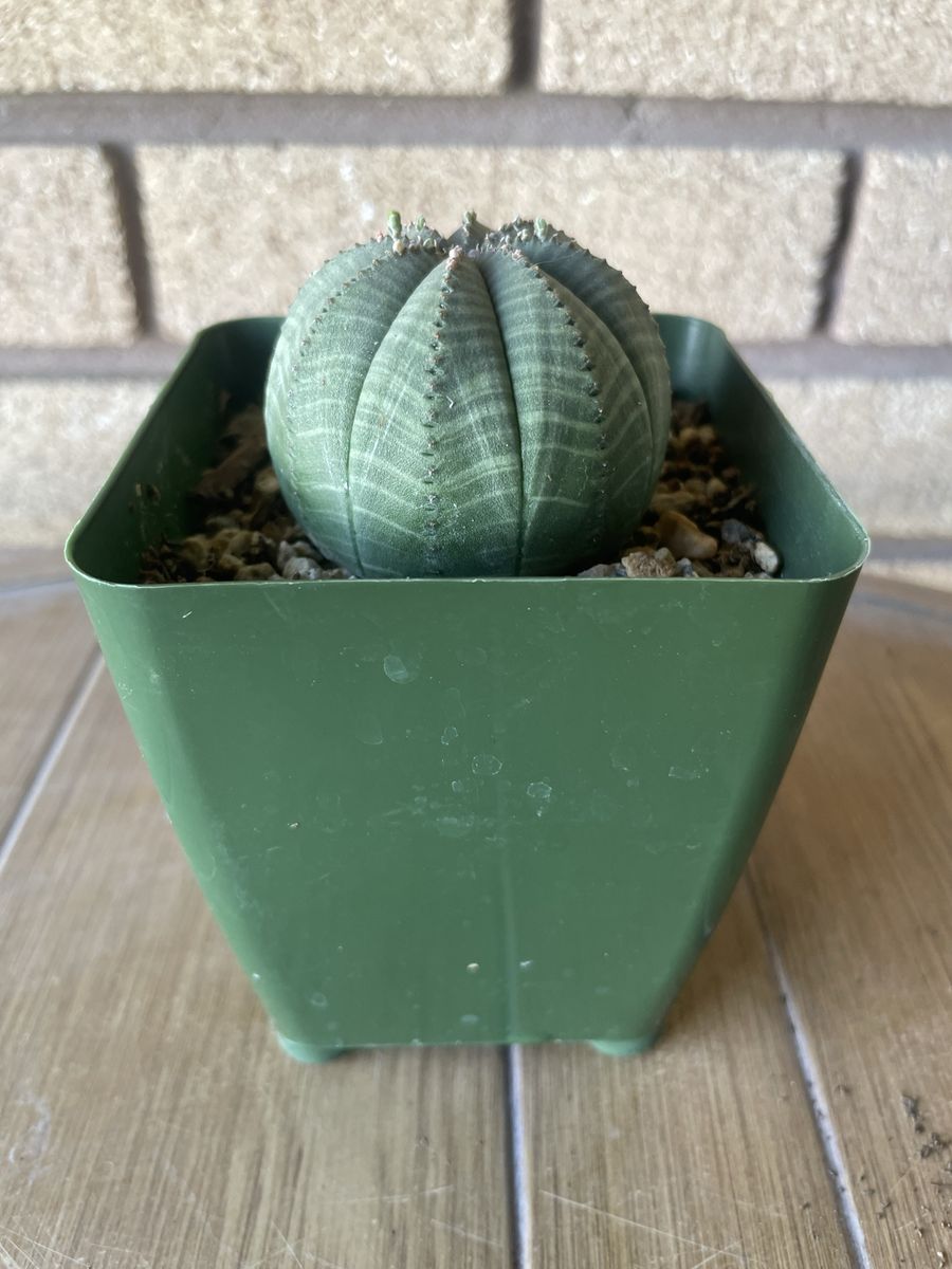 Euphorbia Obesa ‘baseball plant’