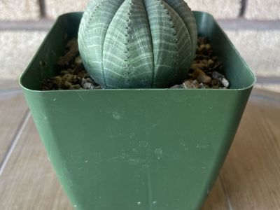 Euphorbia Obesa ‘baseball plant’