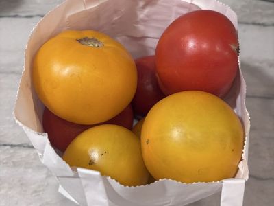 Homegrown Organic Tomatoes Yellow And Red