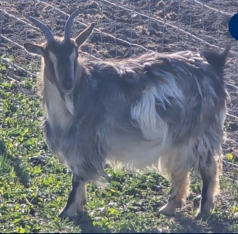 mini silky fainting doe