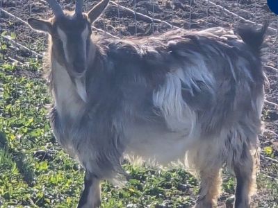 mini silky fainting doe