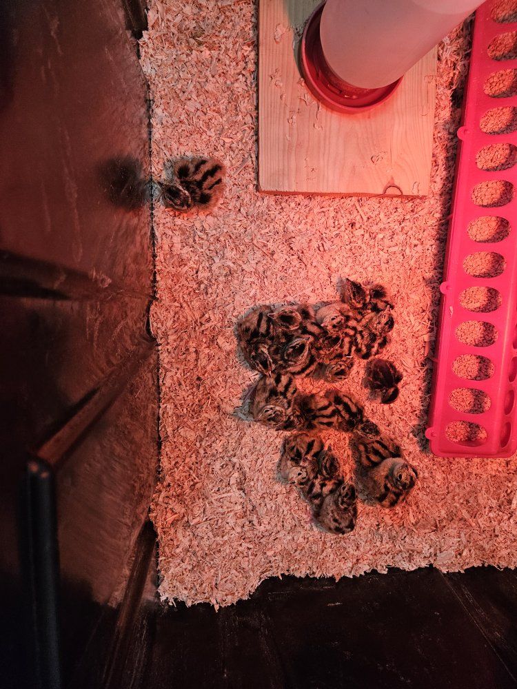Ringneck pheasant chicks
