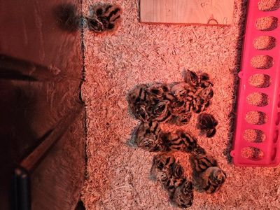 Ringneck pheasant chicks