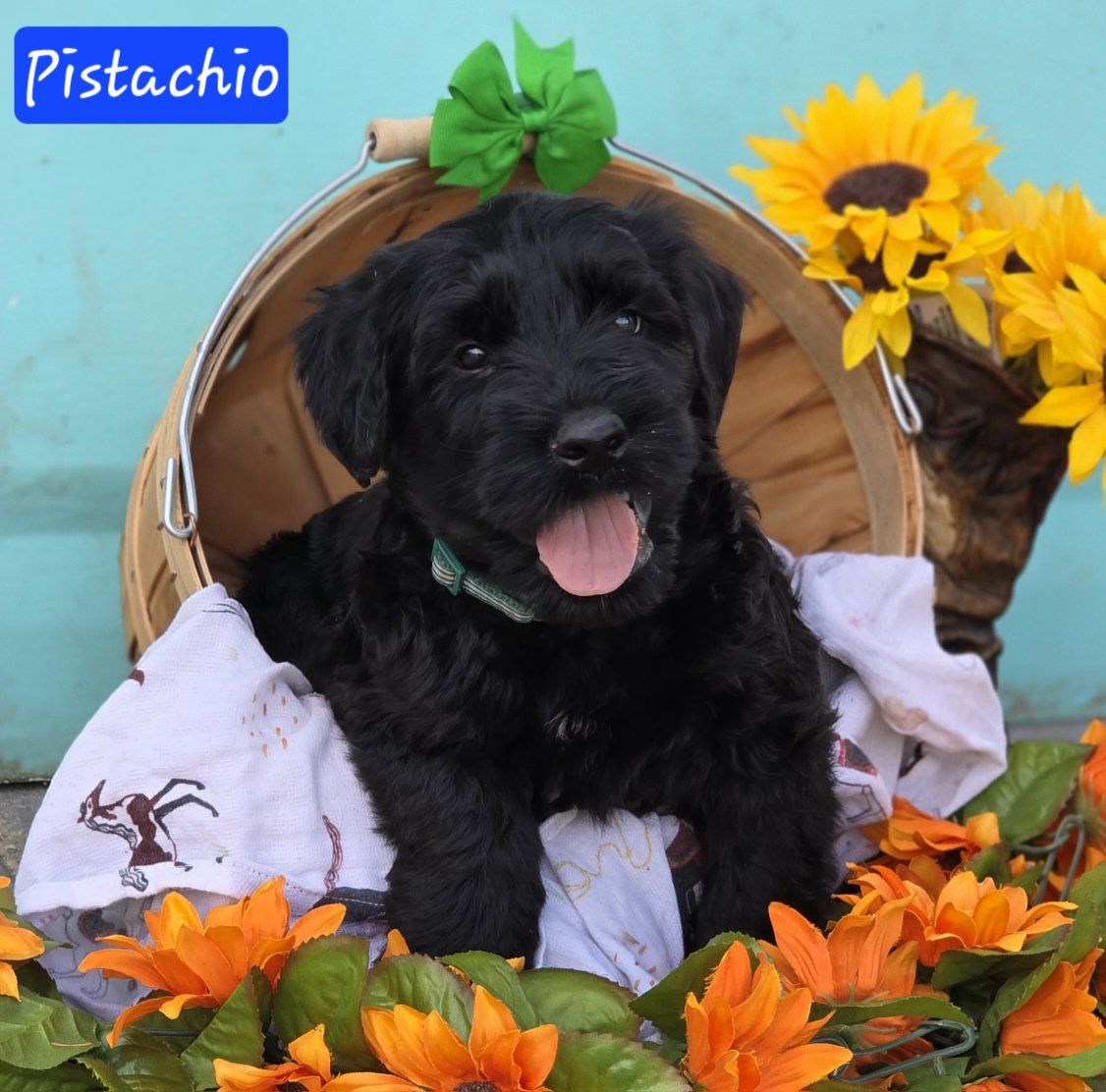 Main image 11
