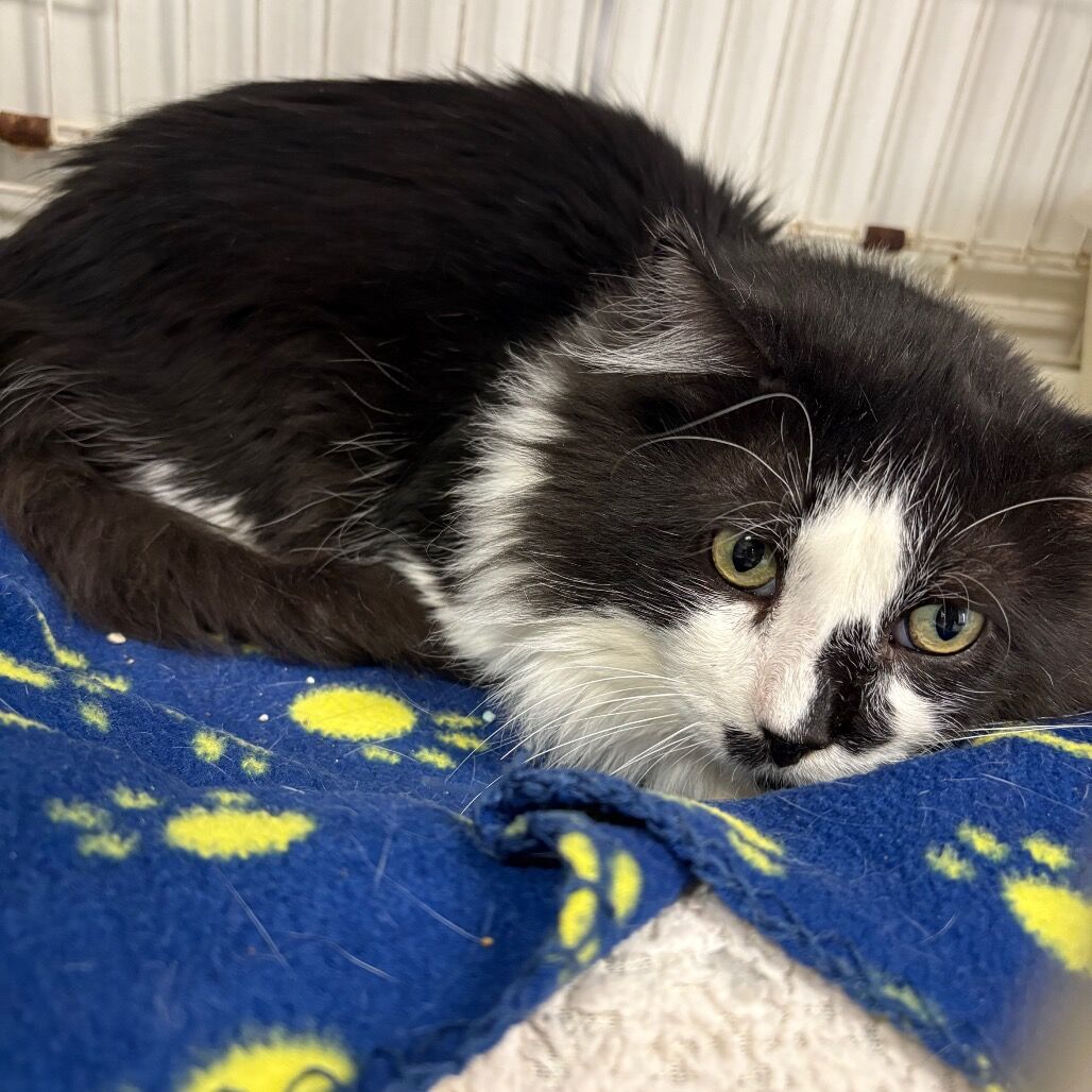 Hello my name is Spinner