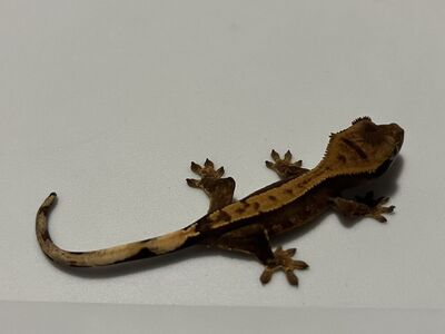 Crested gecko babies!!!
