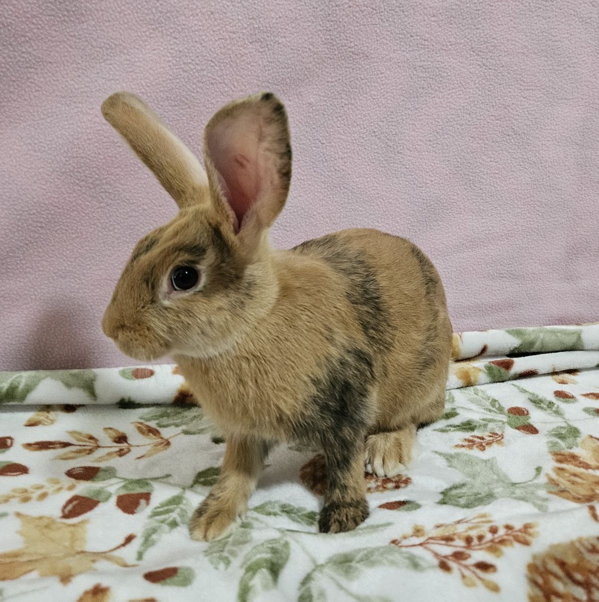 Jr Doe Bunny