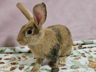 Jr Doe Bunny