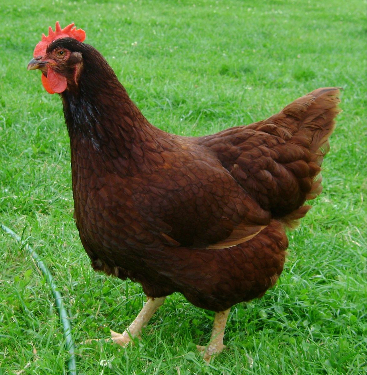 Laying Hens