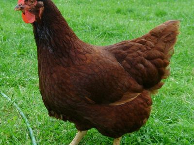Laying Hens