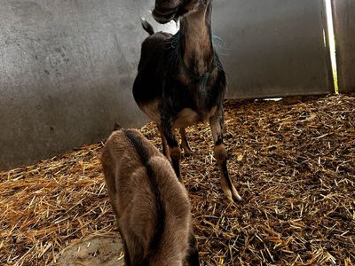 Mama and baby goat