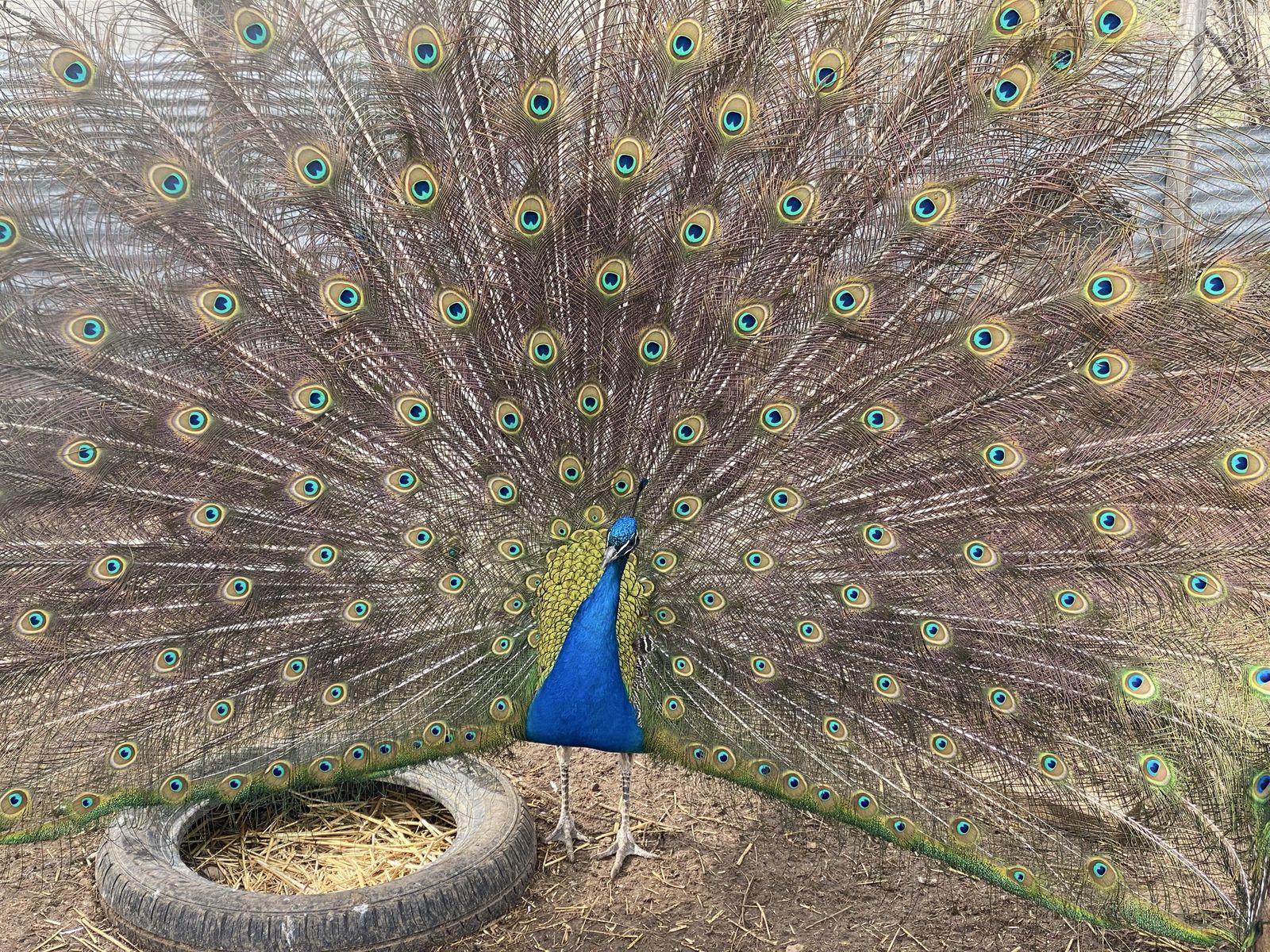 Indian Blue Peafowl Eggs for Hatching