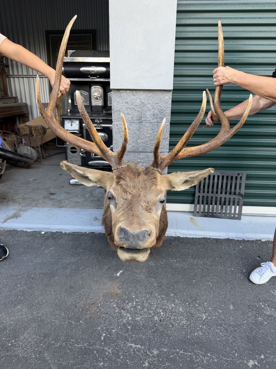 Vintage Elk Taxidermy Shoulder Mount Large Antlers
