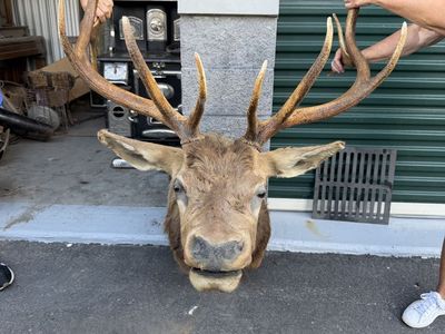 Vintage Elk Taxidermy Shoulder Mount Large Antlers