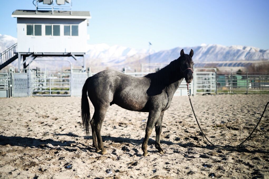 Blue Roan Yearling Stud Colt