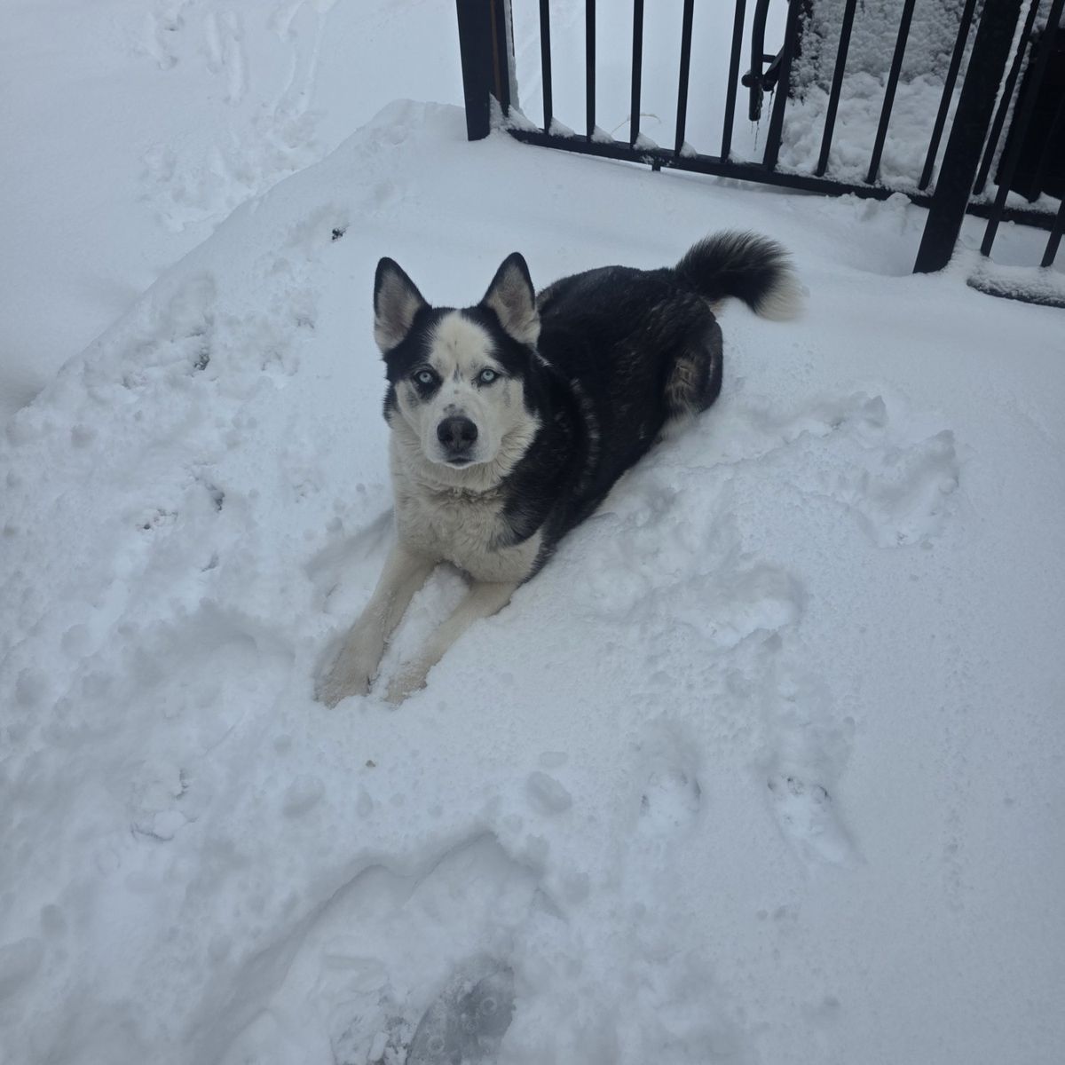 Shadow (Husky Mix) Needs New Home.