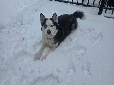 Shadow (Husky Mix) Needs New Home.