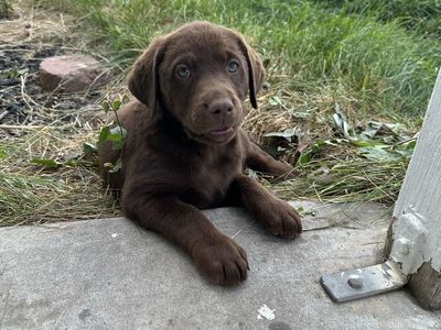 Chocolate Lab Puppies!