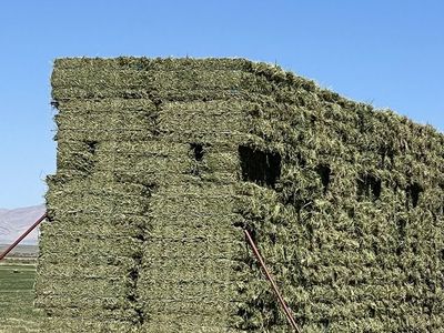 Premium high-quality alfalfa. Weed free leafy small bale horse hay.
