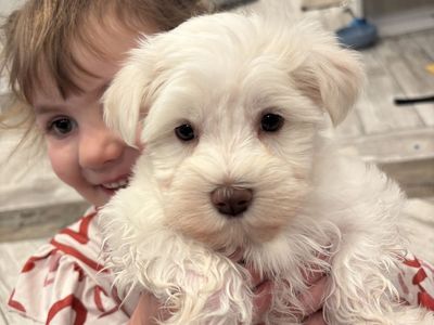 white miniature Schnauzer Puppies female Male
