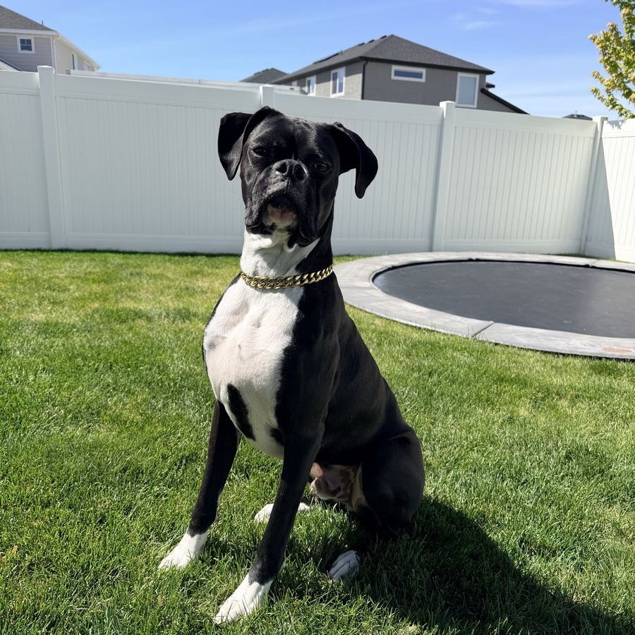 1 year old male boxer for sale