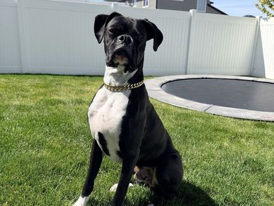 1 year old male boxer for sale