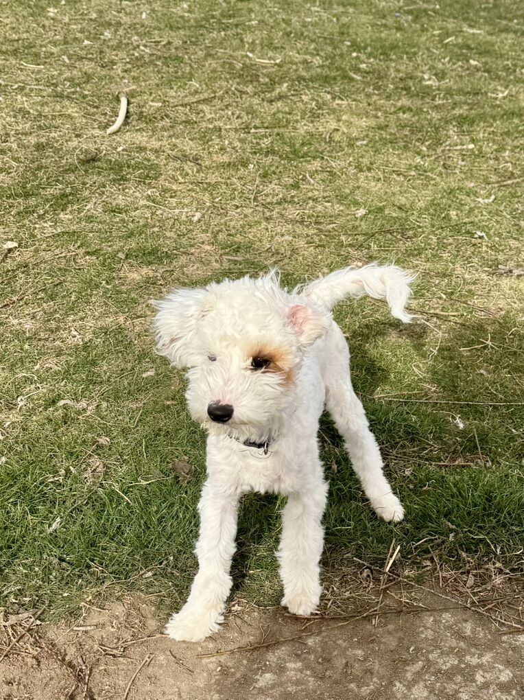 Micro Toy Goldendoodle