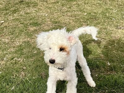 Micro Toy Goldendoodle