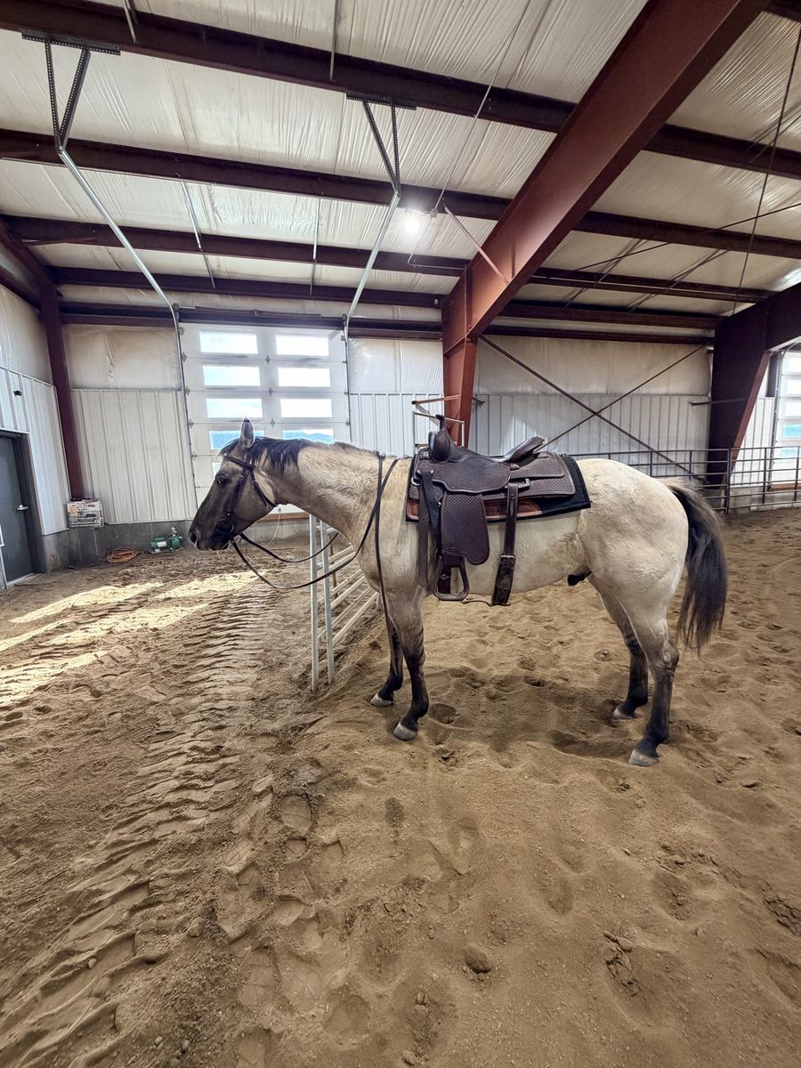 5 year old grulla dun gelding