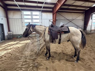 5 year old grulla dun gelding
