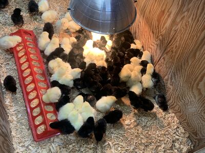 Baby Chicks for Sale! (excellent egg layers)