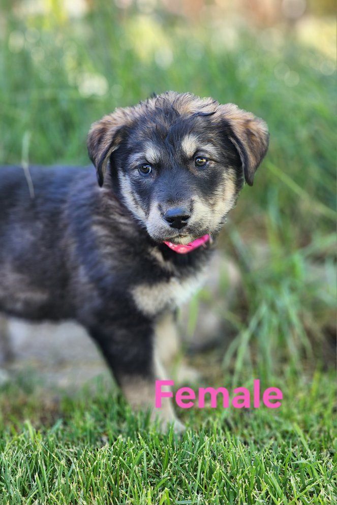 AKC Registered Golden Retriever/mix puppies