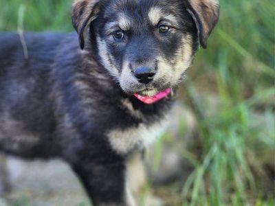 AKC Registered Golden Retriever/mix puppies