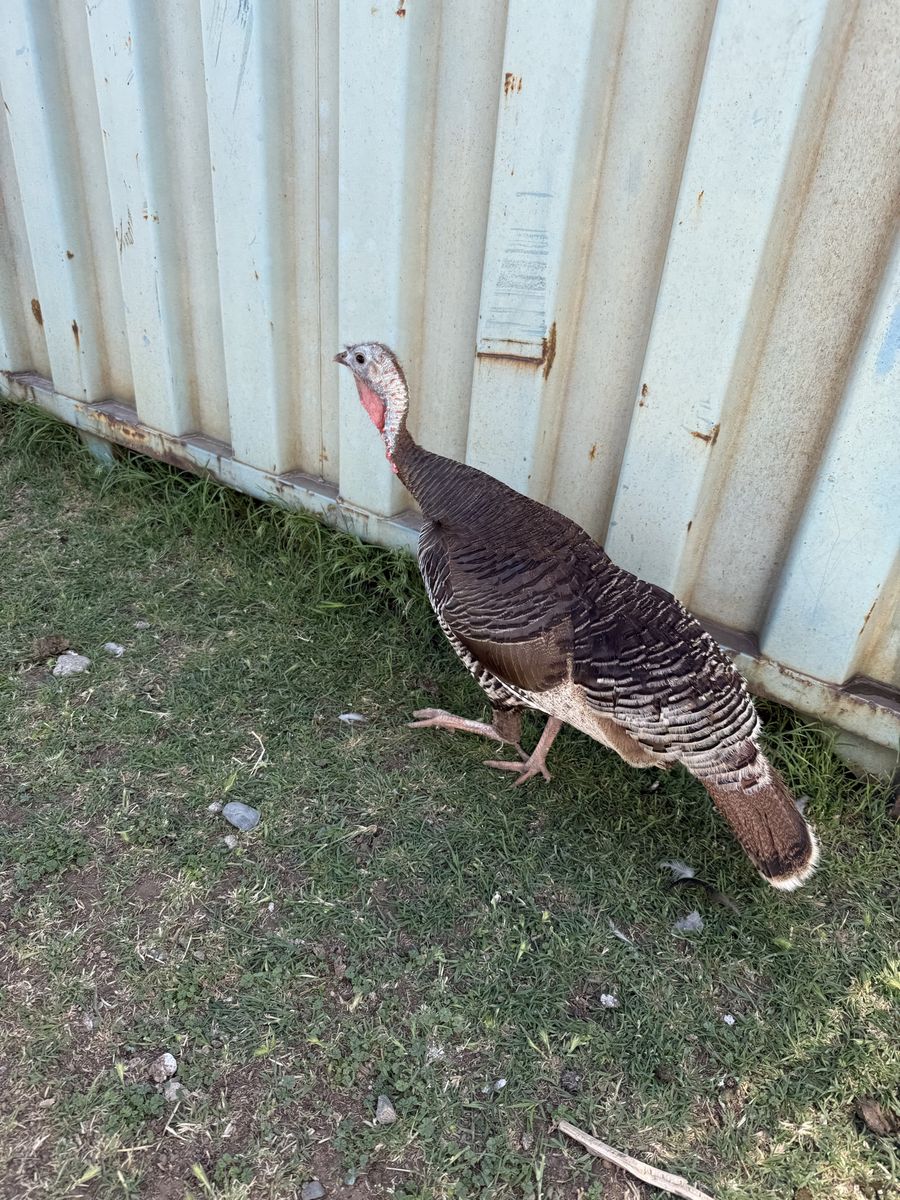 Turkey hens