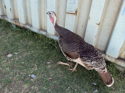 Turkey hens