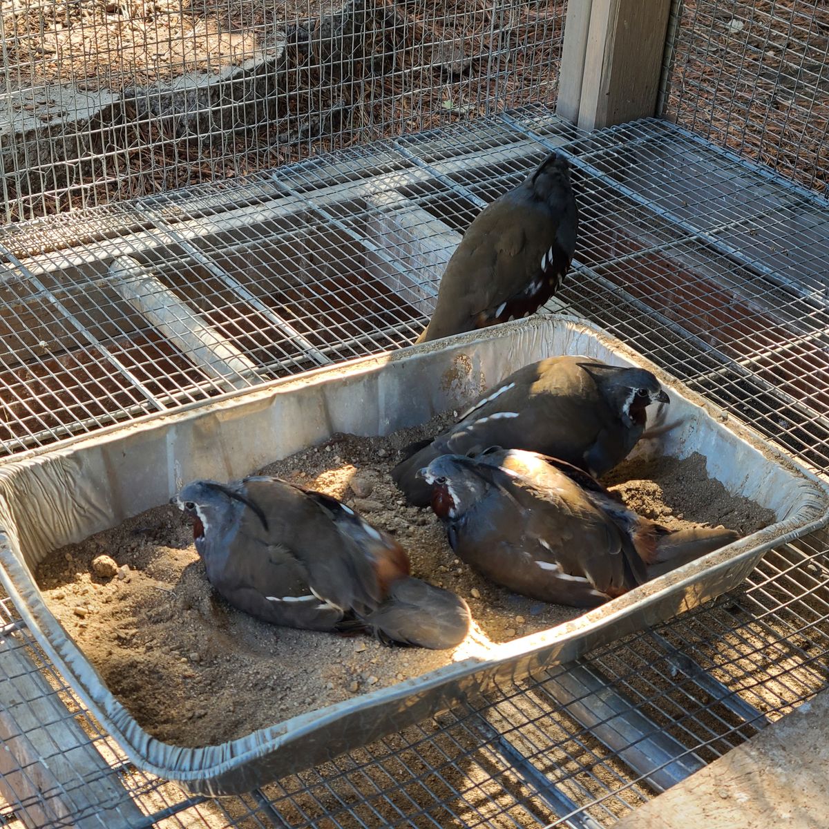 Mountain Quail