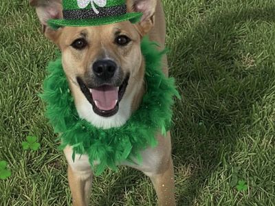 Kahlua, 9 months old Shepherd, bully breed mix looking for a home.