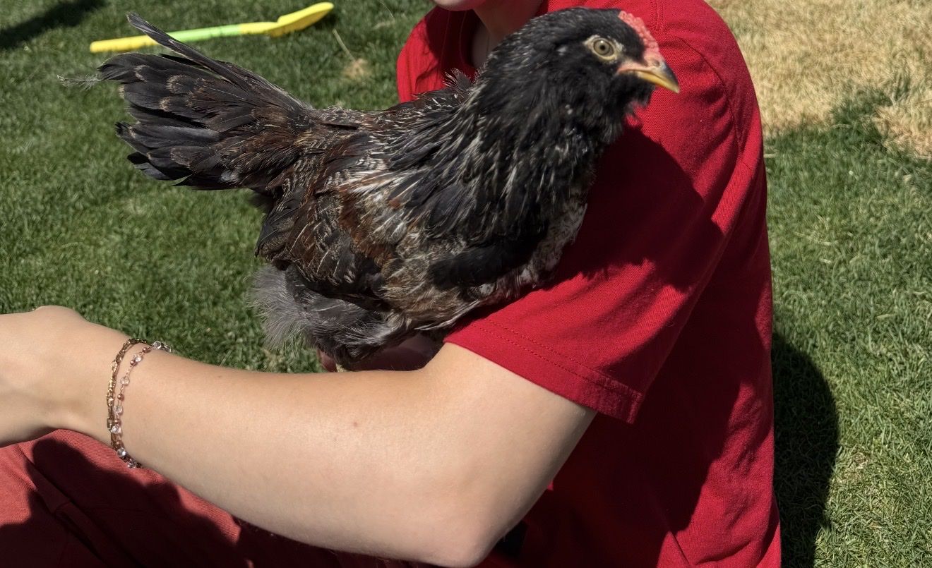 Free Easter Egger Rooster