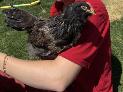 Free Easter Egger Rooster